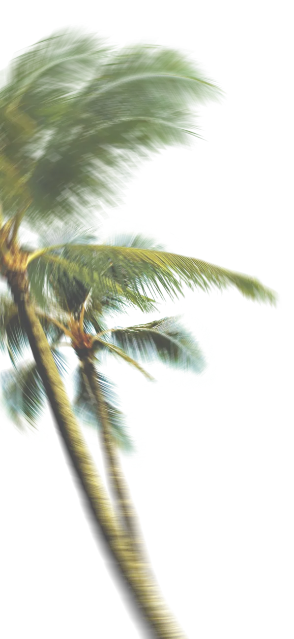 palms